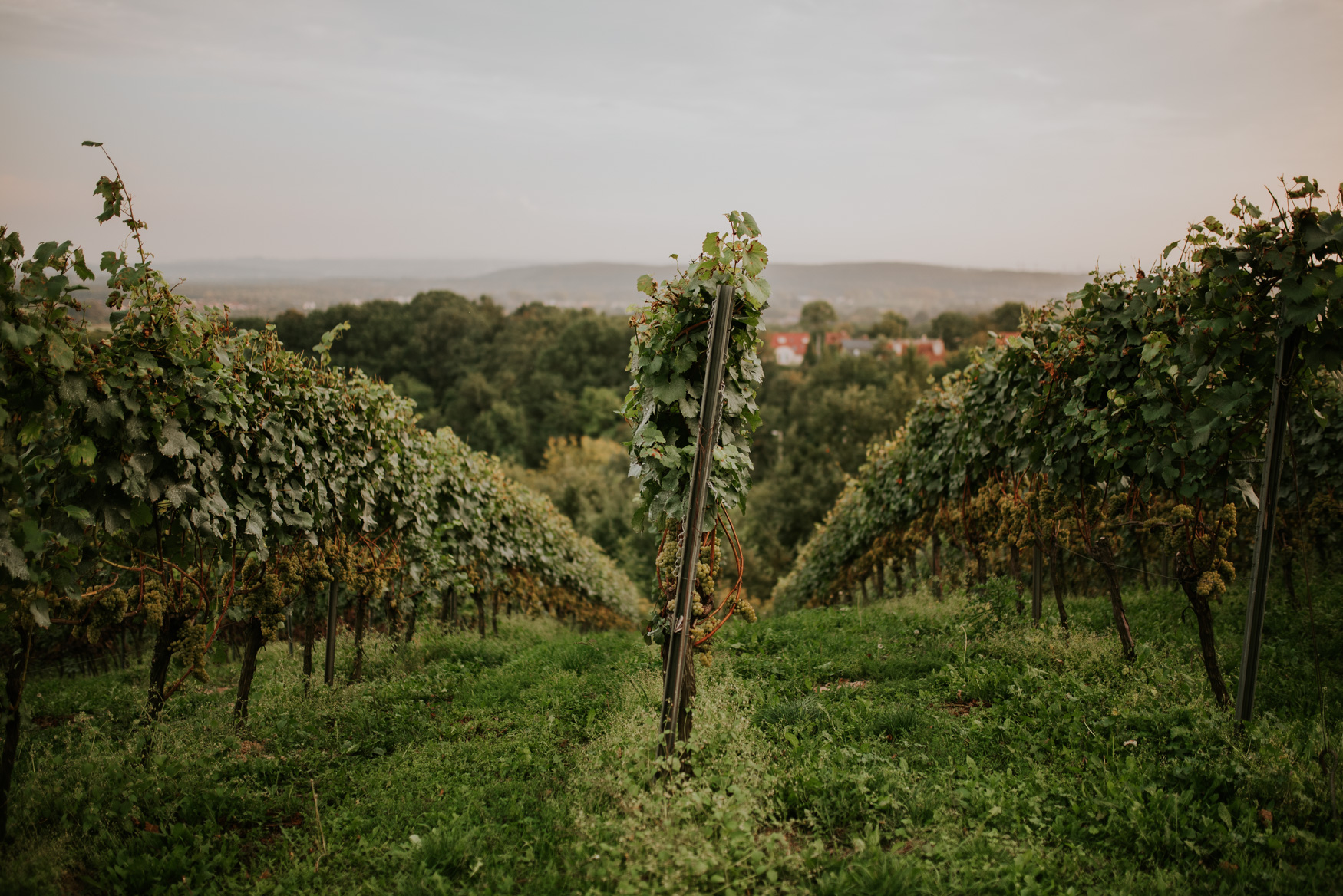 Sesja ślubna Agnieszka i Łukasz