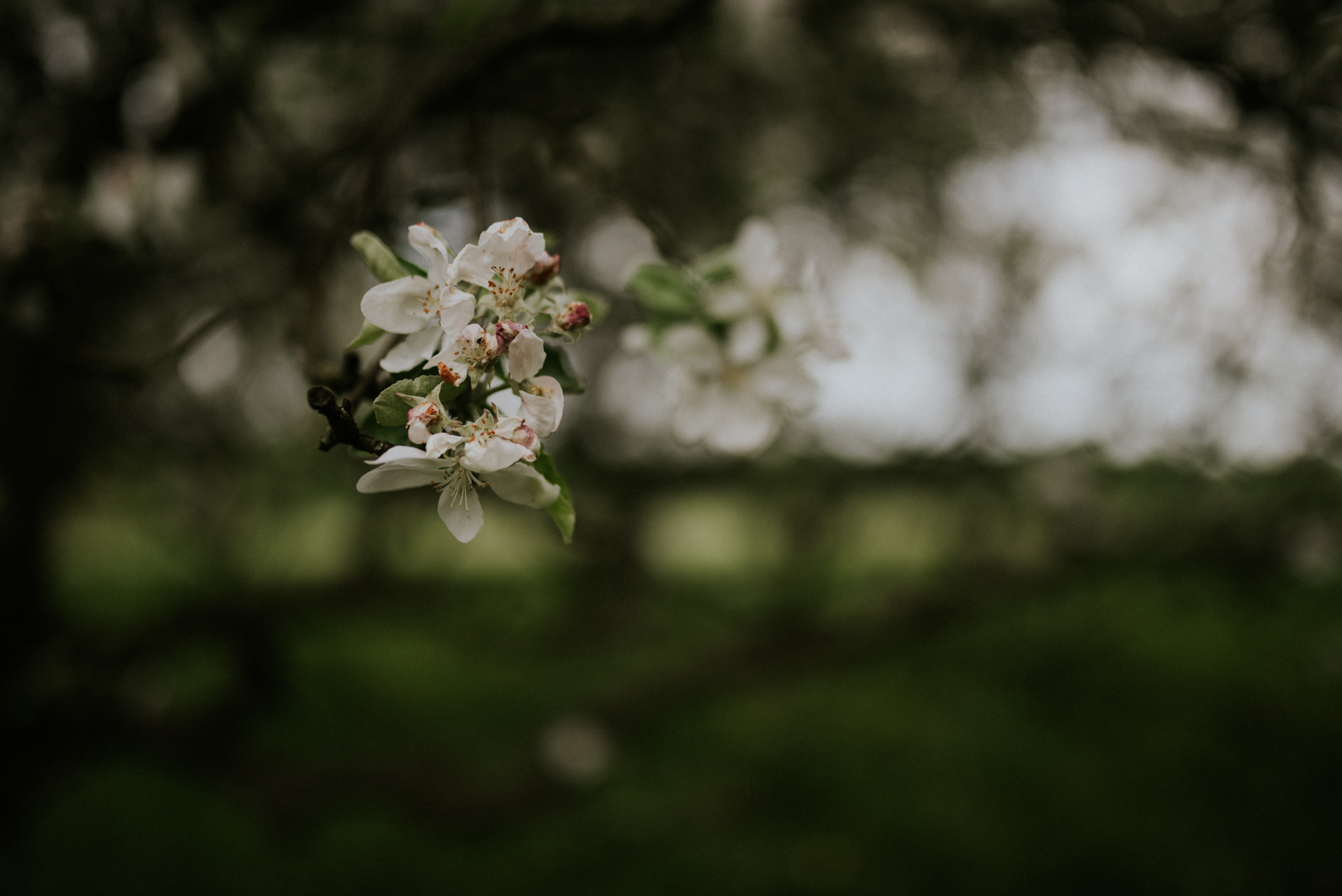 Sesja dziecięca Wiktoria