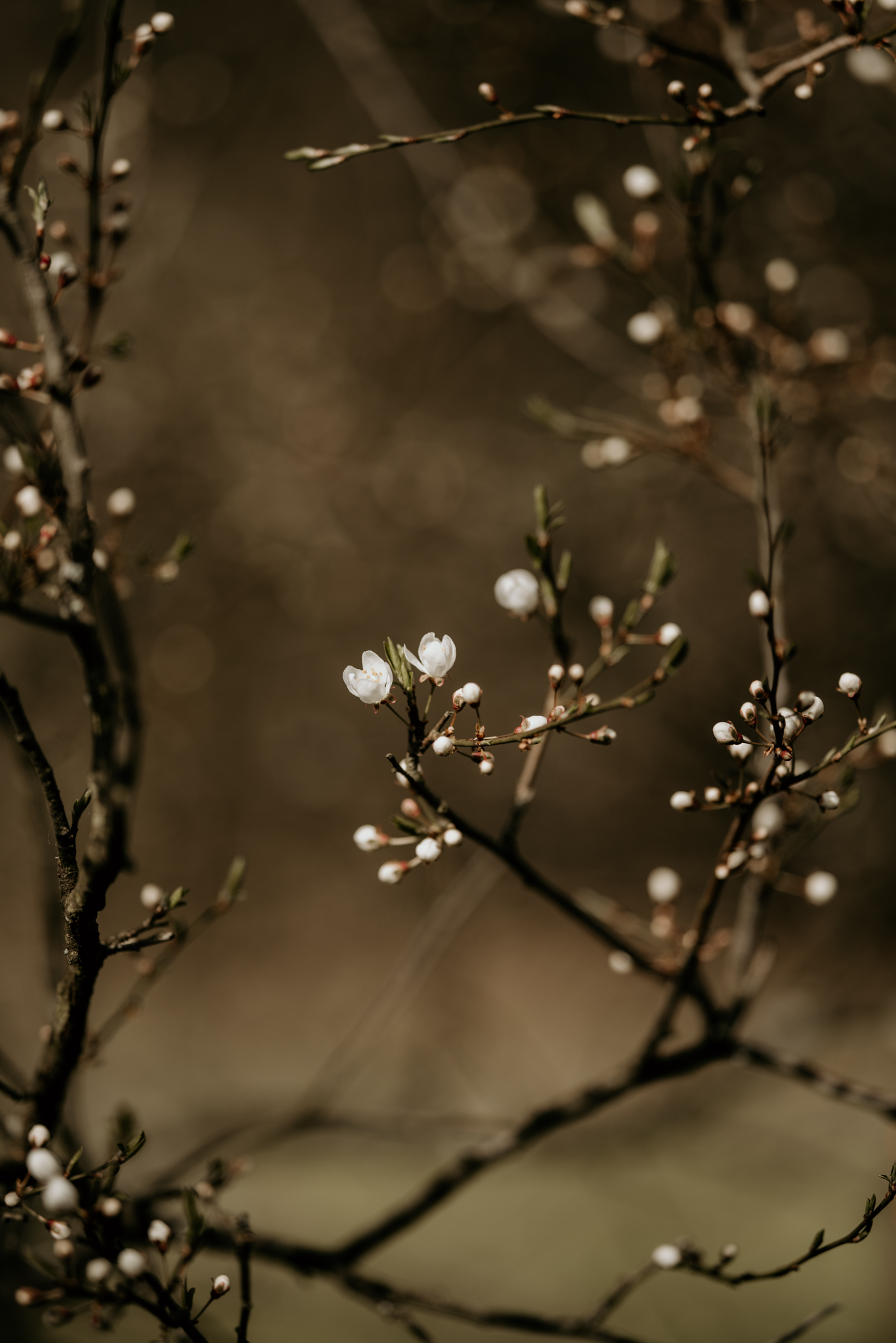 Sesja ślubna Agata i Arek